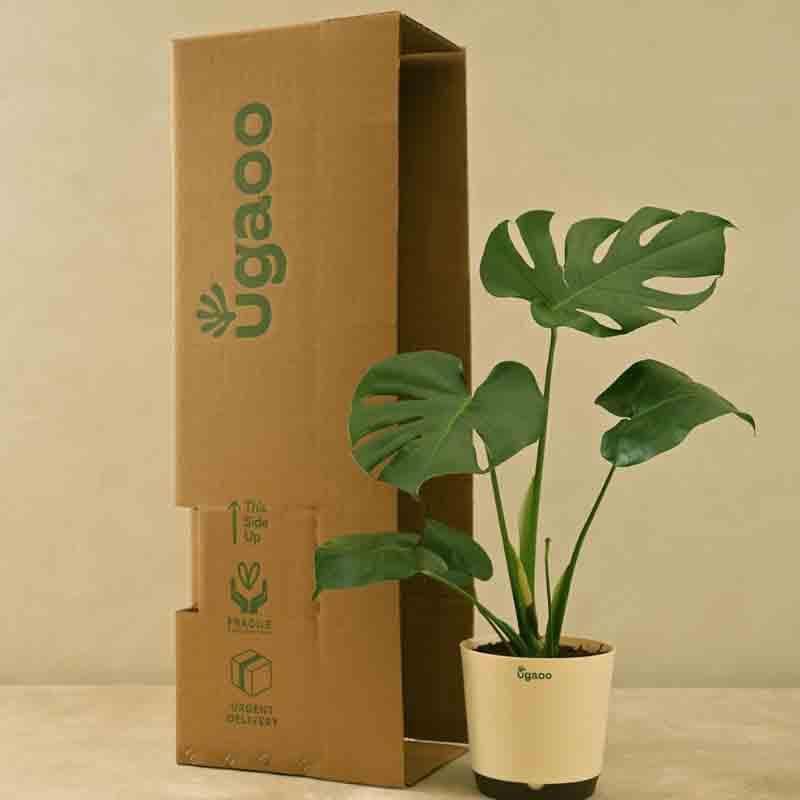 Ugaoo Monstera Deliciosa Plant media 3