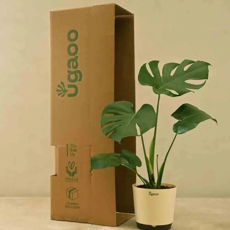 Ugaoo Monstera Deliciosa Plant media 3