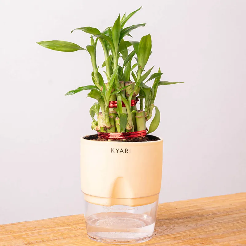 Kyari Bamboo 2 Layer With Self Watering Pot - Ivory media 7