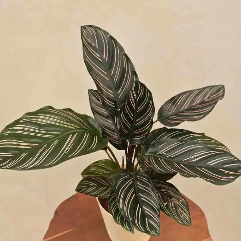 Ugaoo Calathea Sanderiana Plant media 5