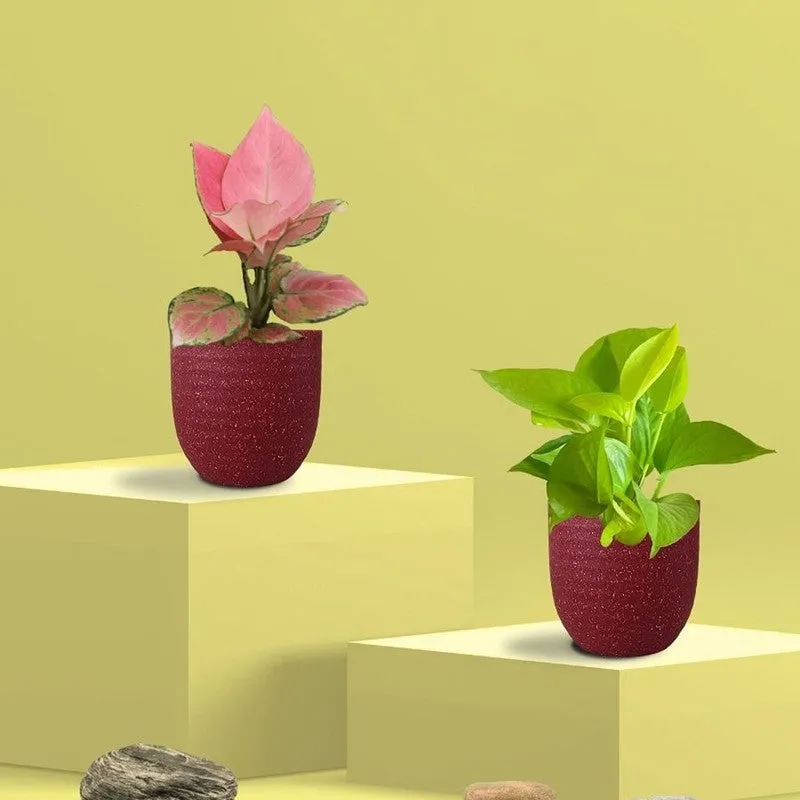 Greenkin Aglaonema Pink & Golden Pothos Live Plants (Red) - Set Of Two media 3