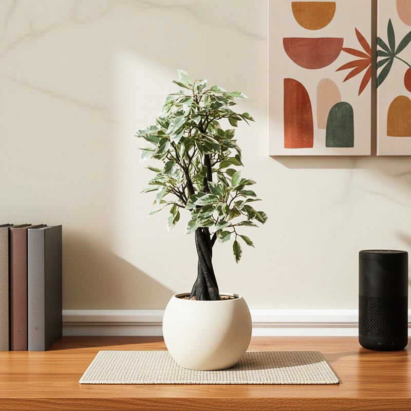Faux Tall Ficus Bonsai (55 cms) - Green & White