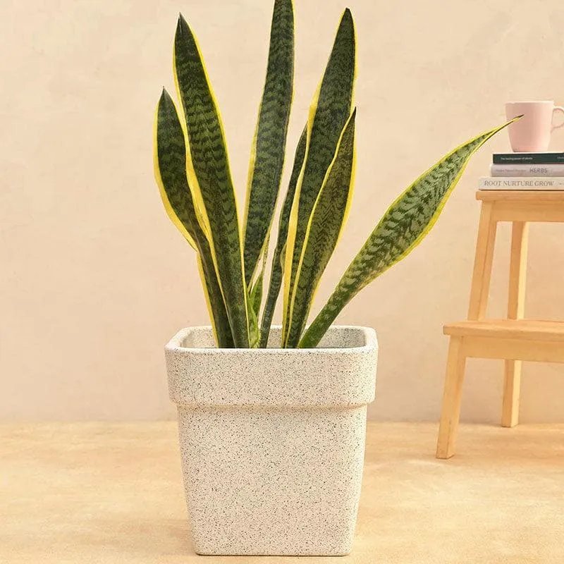 Ugaoo Barca Square Small Planter - White media 3