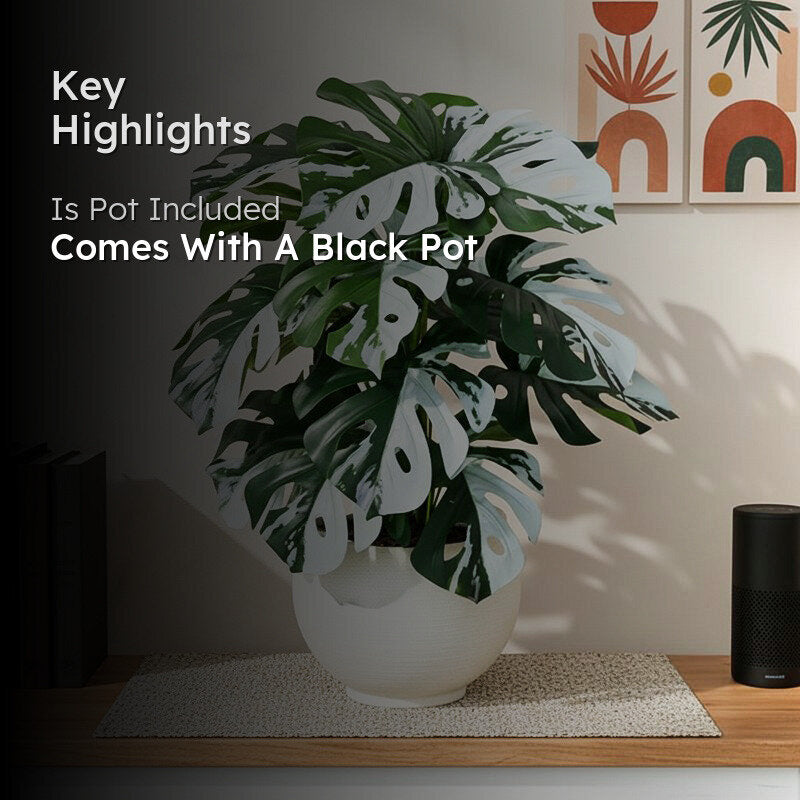 Faux Everlasting Monstera Plant With Black Plastic Pot (Green, White) - 79 cm (2.6 ft) media 2