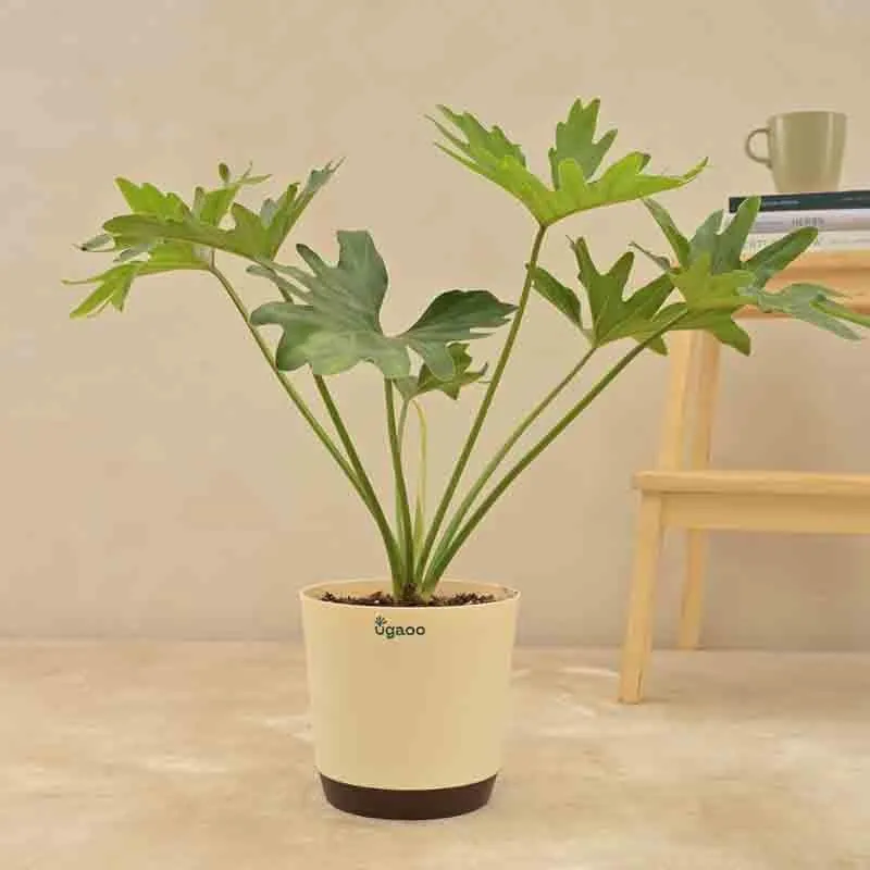 Ugaoo Philodendron Selloum Plant media 4