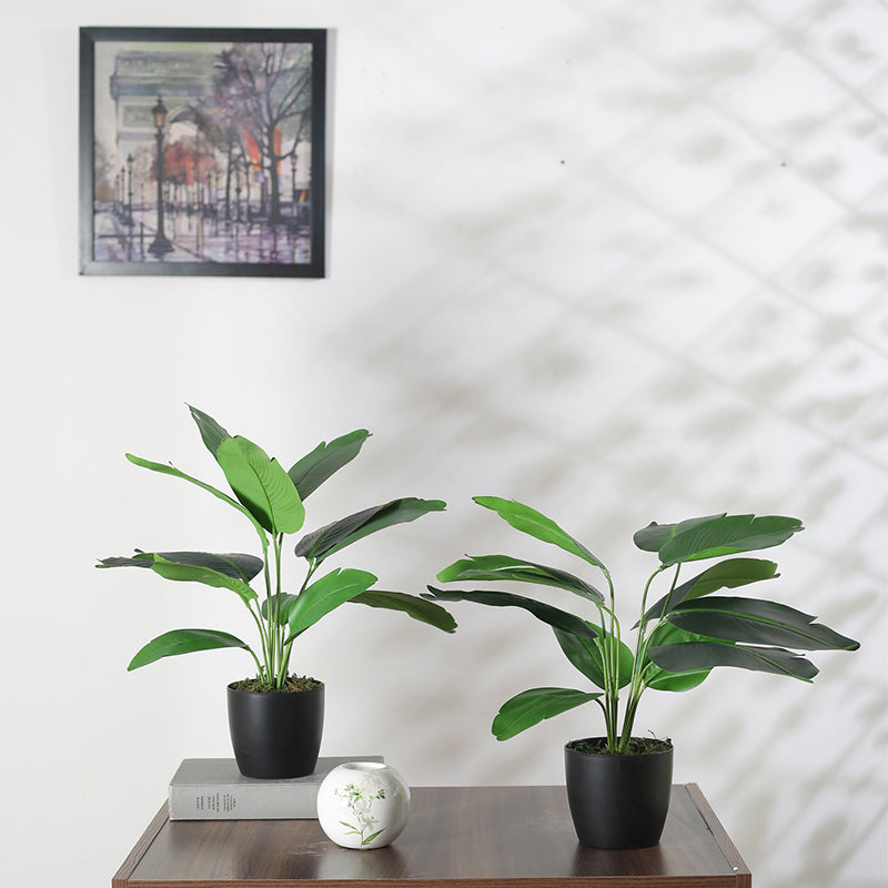 Faux Palm Bonsai With Black Plastic Pot (55 cms) - Set Of Two media 3