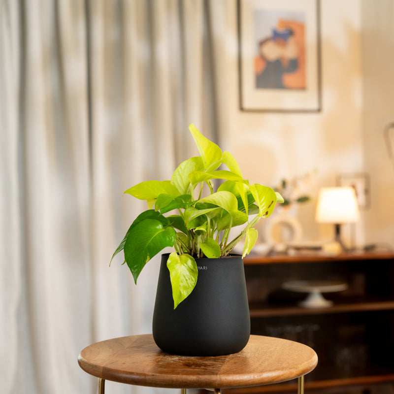 Kyari Golden Pothos Plant With Metal Self Watering Pot - Black