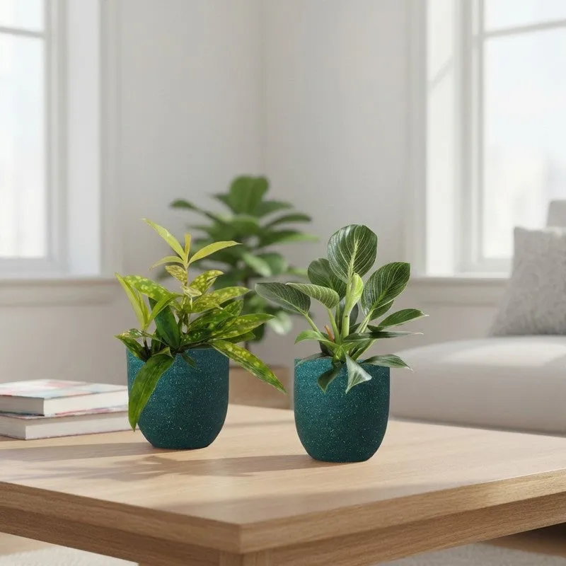 Greenkin Bamboo & Birkin Live Plants (Green) - Set Of Two media 1