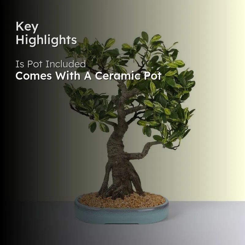 Faux Schefflera Bonsai In Tray Pot - 48 cms media 2