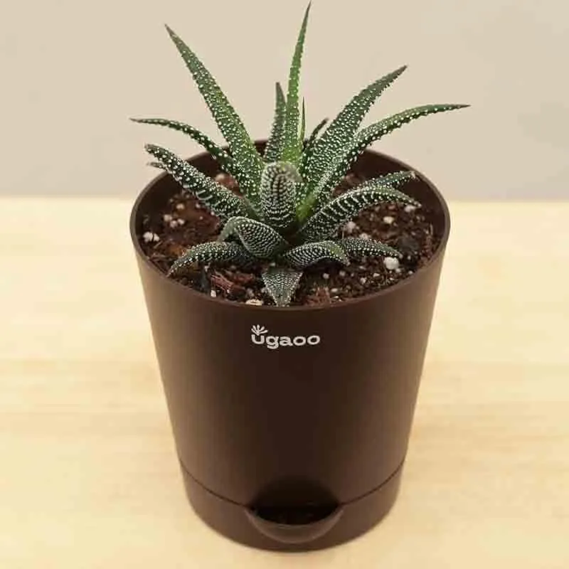 Ugaoo Haworthia Fasciata Plant media 4