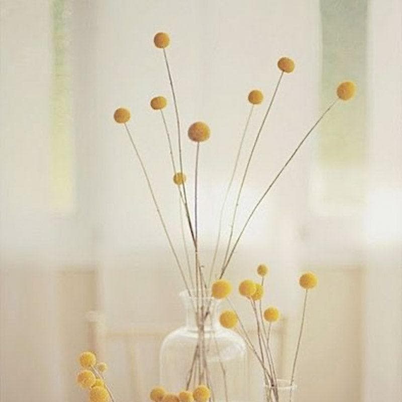 Naturally Dried Billy Pompom Ball Stems - Set Of Ten media 4
