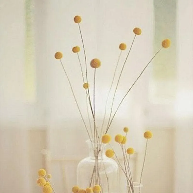 Naturally Dried Billy Pompom Ball Stems - Set Of Ten media 4