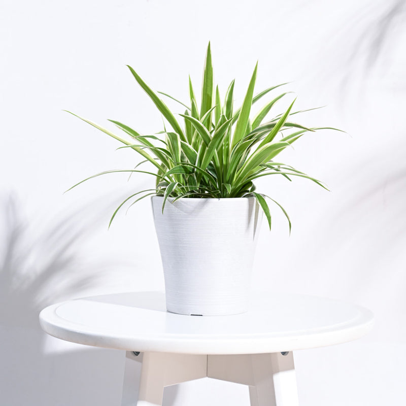 UGAOO Tivoli Planter for Home & Balcony Garden- White media 3