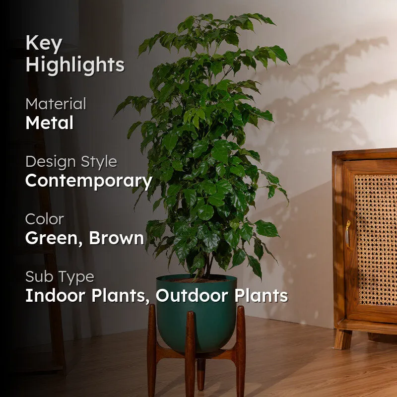 Kyari China Doll Plant With Metal Self Watering Pot (Green) - 3 Feet media 2