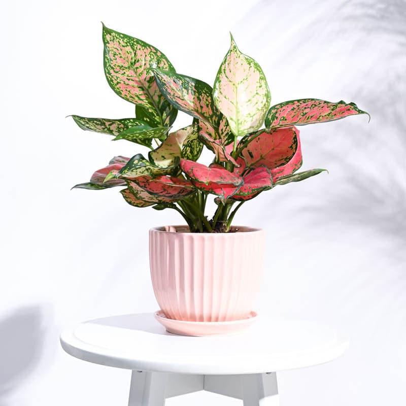 Elise Ceramic Planter - White media 3