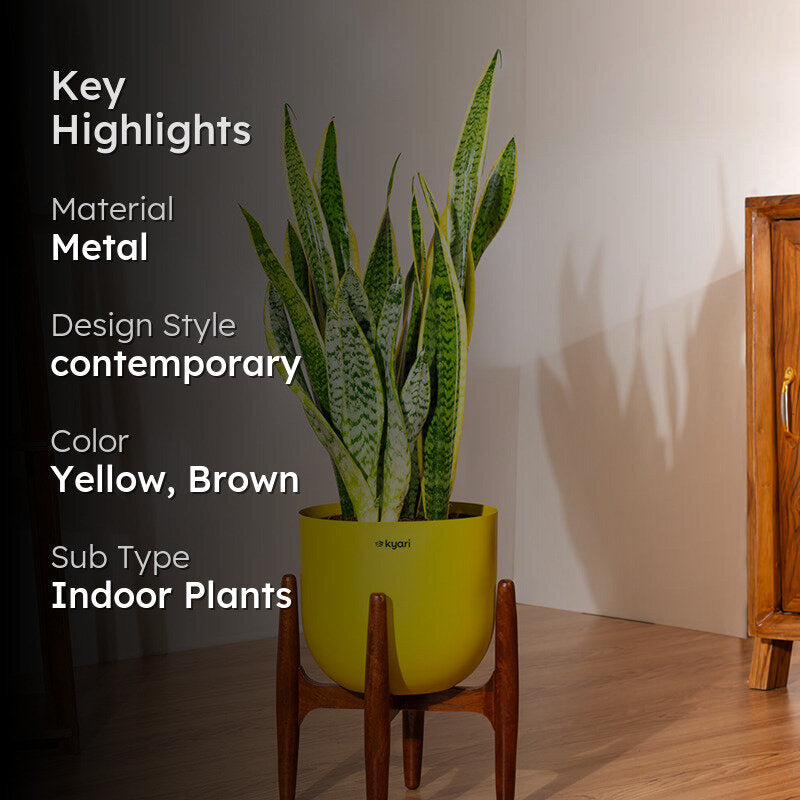 Kyari Sansevieria Zeylanica Golden Plant With Metal Self Watering Pot (Yellow) media 2