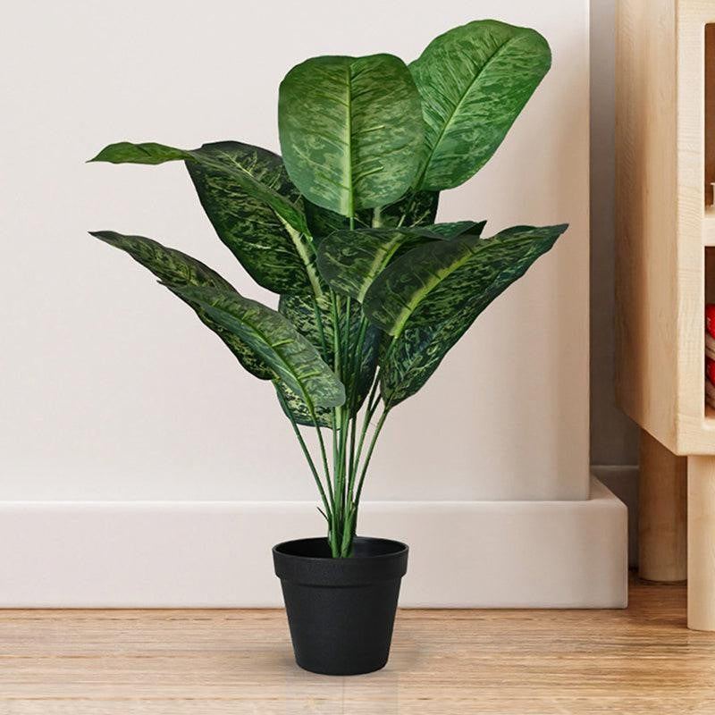 Faux Everlasting Dieffenbachia Plant With Black Plastic Pot - 63 cm (2.1 ft) media 3