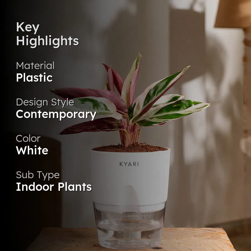 Kyari Calathea Triostar With Self Watering Pot - White media 2