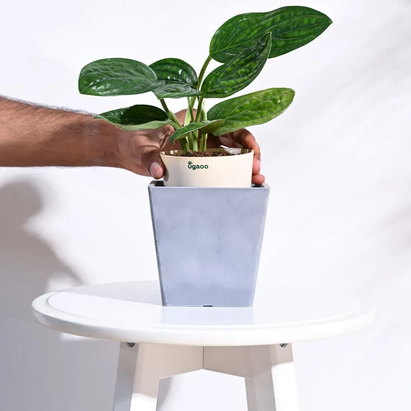 UGAOO Hague Planter for Home & Balcony Garden- Light Grey media 5