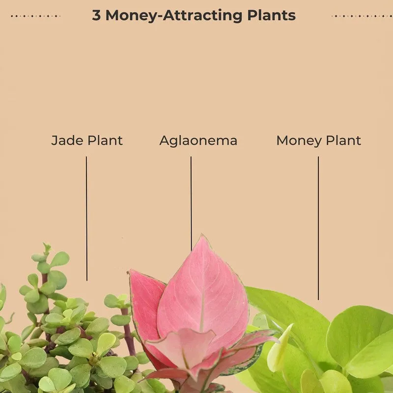 Greenkin Money Attracting Live Plants - Set Of Three media 10