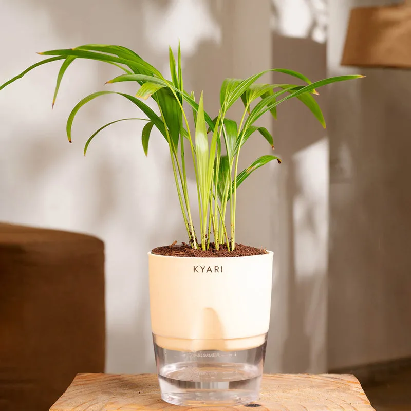 Kyari Areca Palm With Self Watering Pot - Ivory | Vaaree