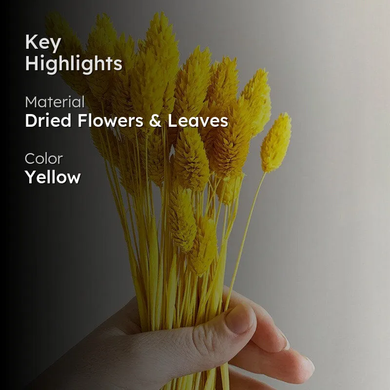 Dried Phalaris Flower Bunch (Yellow) - Set Of Thirty media 2