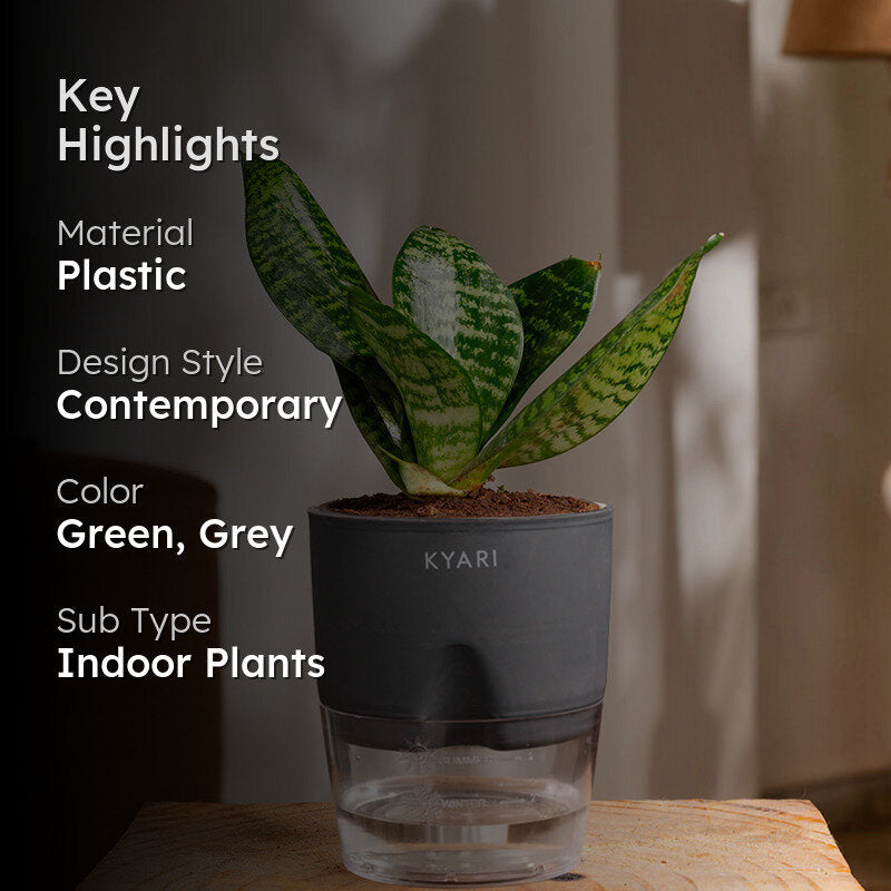Kyari Sansevieria Snake Plant With Pot (Grey) - 18 cm media 2