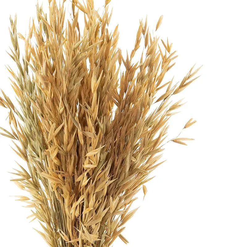 Yinira Naturally Dried Havana Grass media 5