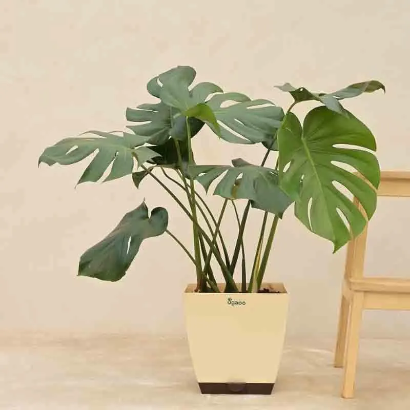 Ugaoo Monstera Deliciosa Plant - 3.1 ft media 4