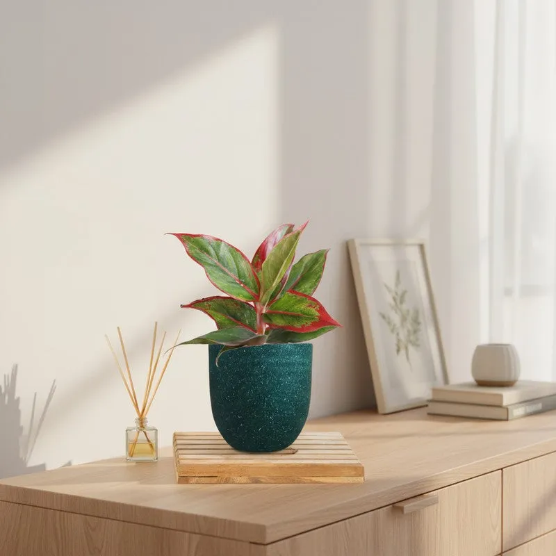 Greenkin Aglaonema Red Lipstick Live Plant - Green media 1