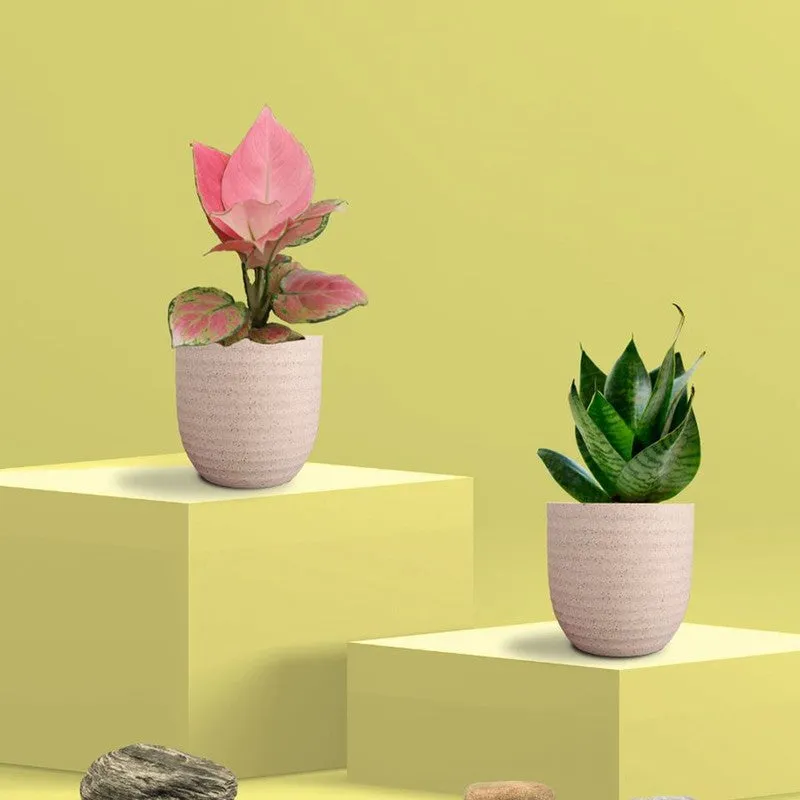 Greenkin Aglaonema Pink & Snake Live Plants (Ivory) - Set Of Two media 3