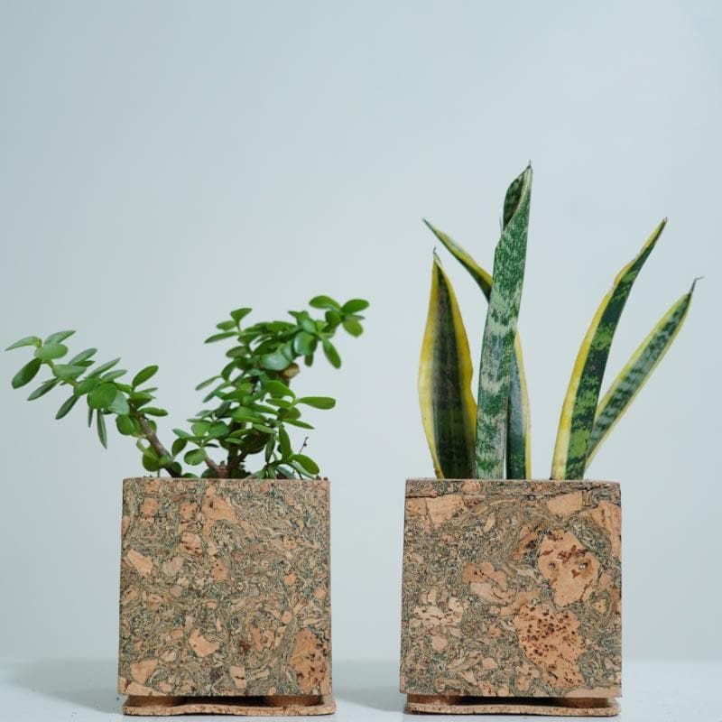 Corky Serenity Planter media 5