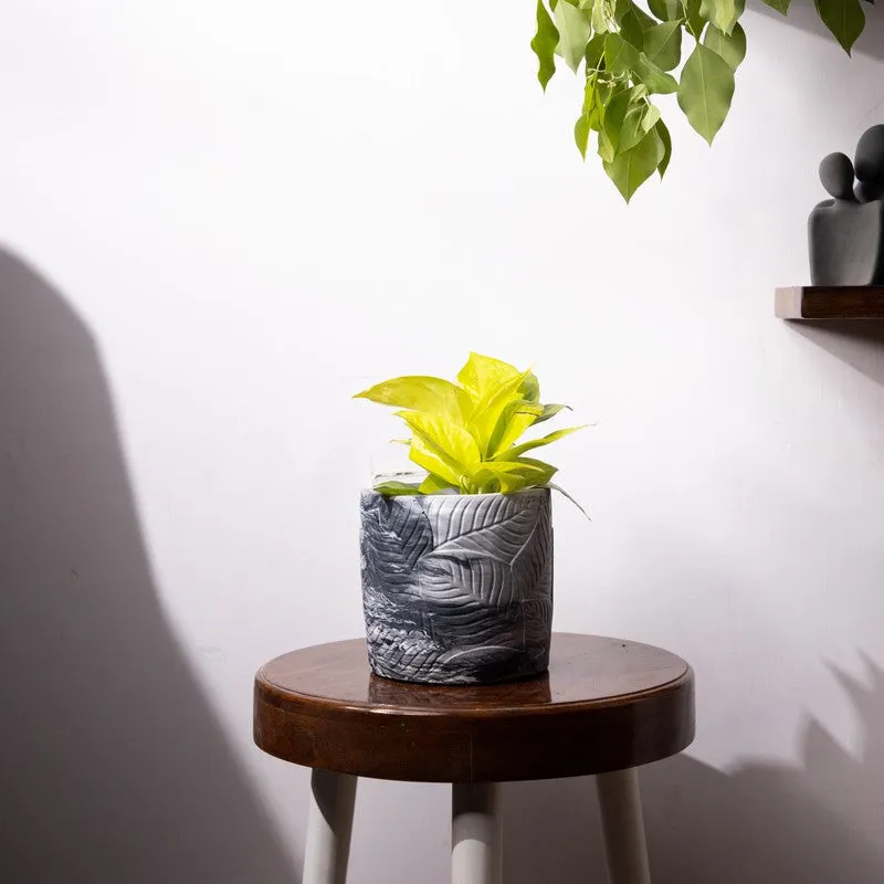 Leaf Print Planter - White,Black media 2