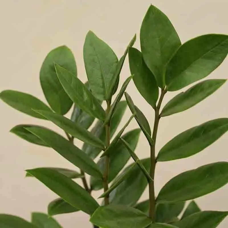 Ugaoo ZZ Plant - Big media 6