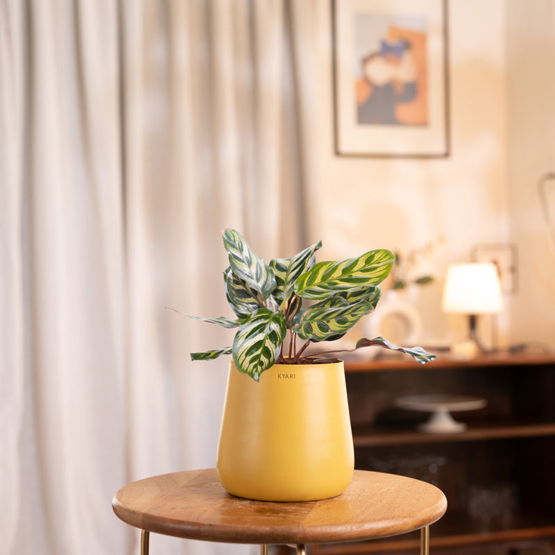 Kyari Peacock Plant With Metal Self Watering Pot - Yellow
