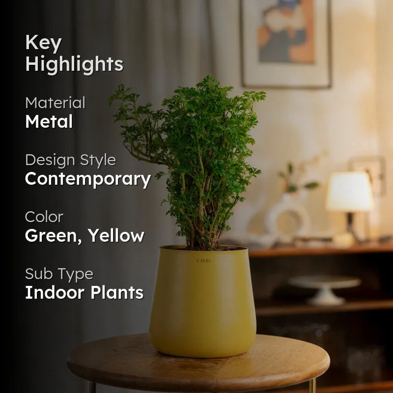 Kyari Aralia Plant With Metal Self Watering Pot (Yellow) - 1 Foot media 2