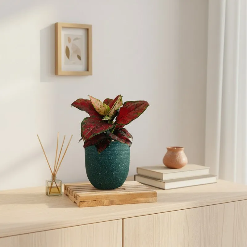 Greenkin Aglaonema Red Beauty Live Plant - Green media 1