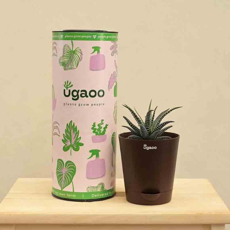 Ugaoo Haworthia Fasciata Plant media 5
