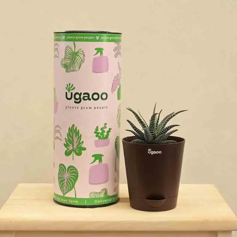 Ugaoo Haworthia Fasciata Plant media 5