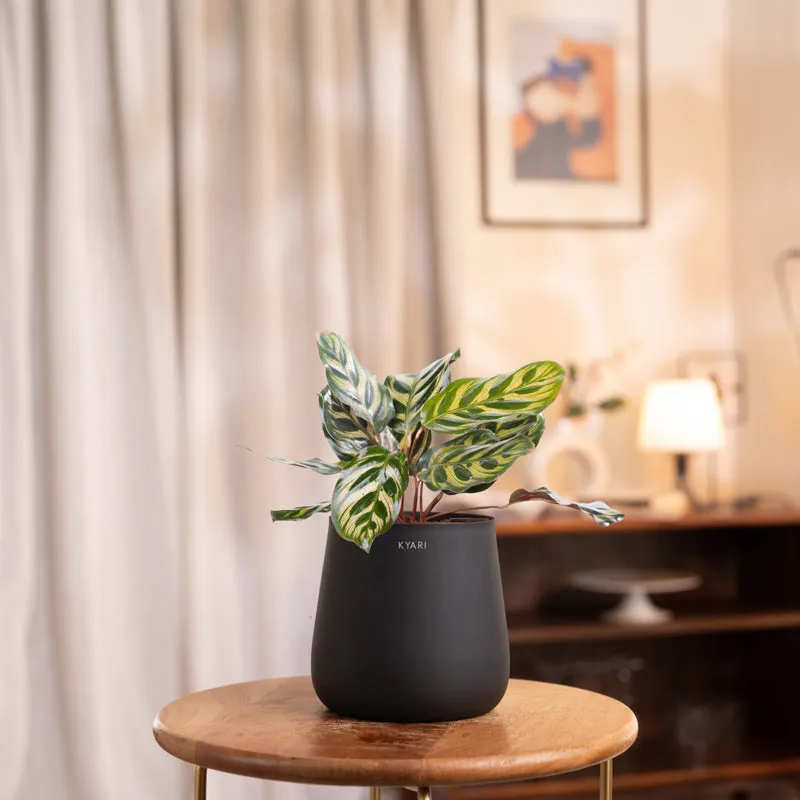 Kyari Peacock Plant With Metal Self Watering Pot - Black media 1