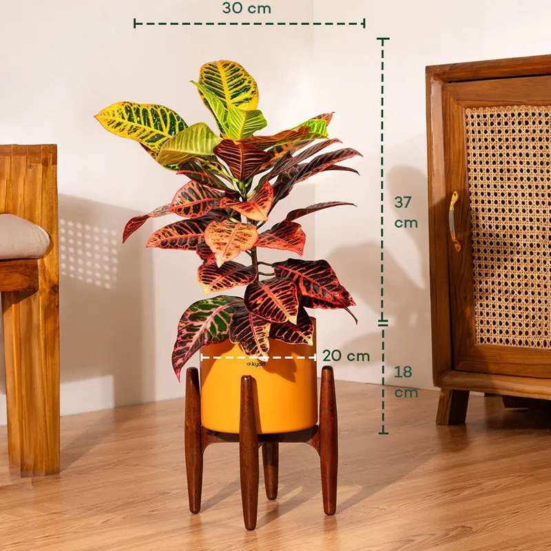 Kyari Croton Petra Plant With Metal Self Watering Pot (Orange) media 5
