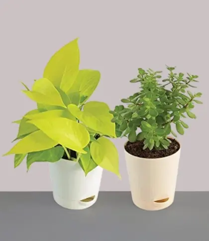 Live Plants