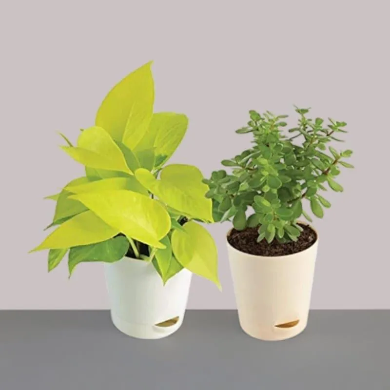 Ugaoo Jade Plant & Money Indoor Plant With Pot - Set Of Two media 1