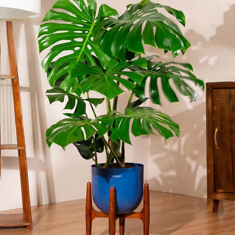 Kyari Monstera Deliciosa Plant With Metal Self Watering Pot (Blue) media 1