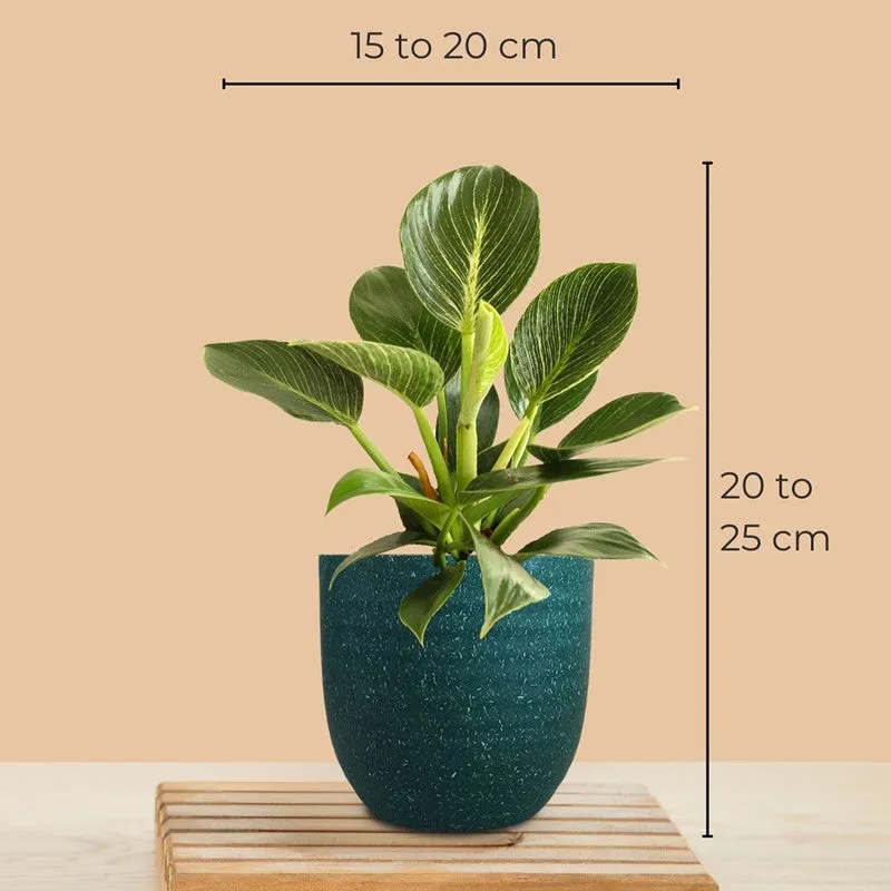 Greenkin Birkin & Snake Live Plants (Green) - Set Of Two media 9