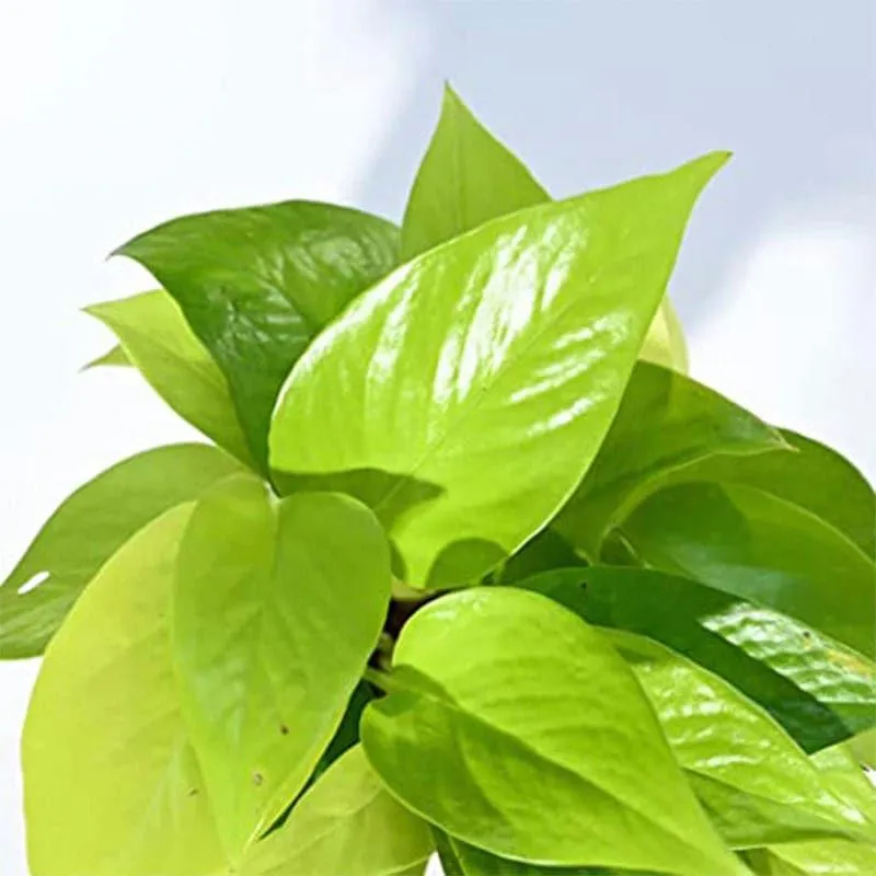 Ugaoo Money Plant With Self Watering Flower Pot media 4