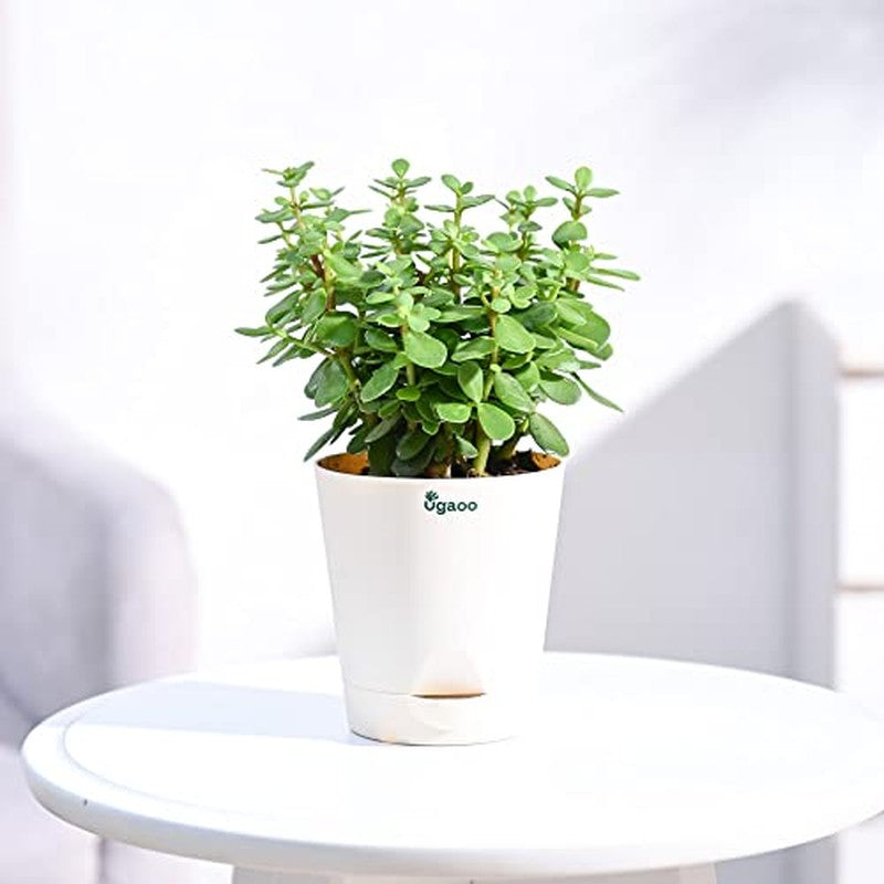 Live Plants