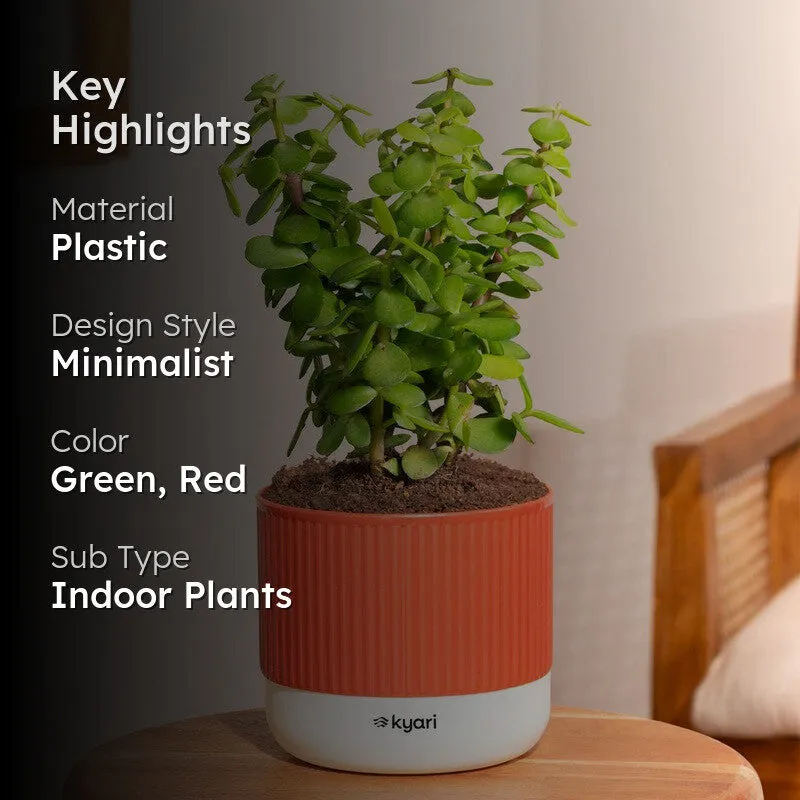 Kyari Jade Plant with Self Watering Pot - Red media 2