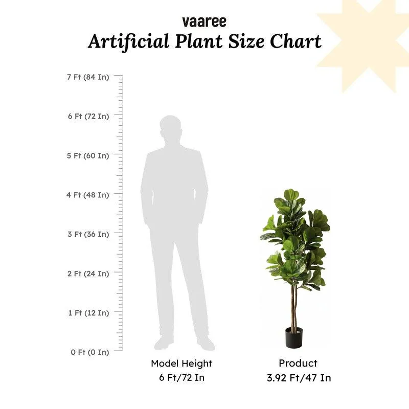 Tropella Fiddle Fig Plant With Black Plastic Pot - 3.9 ft media 6