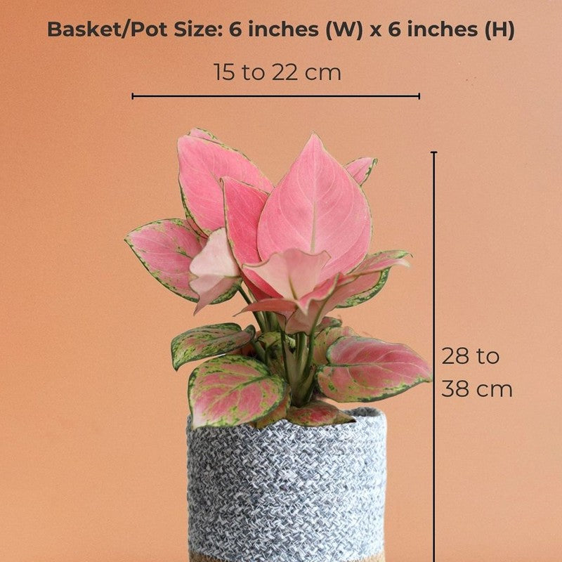 Greenkin Aglaonema Pink Live Plant with Jute Planter - Grey media 9